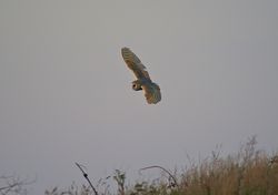 Barn Owl photographed at Chouet [CHO] on 27/9/2011. Photo: © Royston Carré