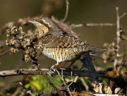 Wryneck photographed at Pulias [PUL] on 28/9/2011. Photo: © Mike Cunningham