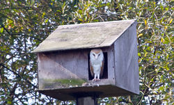 Barn Owl photographed at Rue des Bergers [BER] on 1/10/2011. Photo: © Anthony Loaring