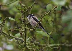 Long-tailed Tit photographed at Petit Bot on 4/10/2011. Photo: © Royston Carré