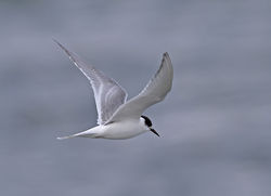 Arctic Tern photographed at Perelle [PER] on 19/10/2011. Photo: © Vic Froome