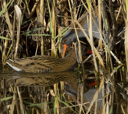 Water Rail photographed at Grands Marais/Pre [PRE] on 20/10/2011. Photo: © Mike Cunningham