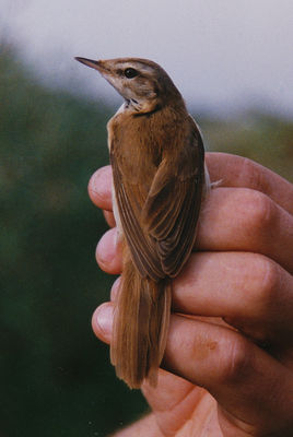 Paddyfield Warbler photographed at Claire Mare on 19/8/1993. Photo: © Phil Atkinson