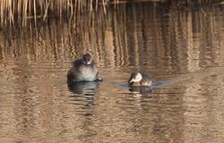 Little Grebe photographed at Vale Pond [VAL] on 26/11/2011. Photo: © Allan Phillips