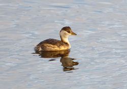 Little Grebe photographed at Vale Pond [VAL] on 26/11/2011. Photo: © Allan Phillips