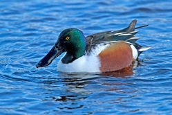 Shoveler photographed at Claire Mare [CLA] on 16/12/2011. Photo: © Mike Cunningham