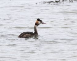 Great Crested Grebe photographed at Grandes Havres [GHA] on 6/1/2012. Photo: © Cindy  Carre