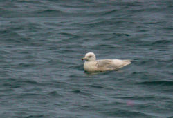 Glaucous Gull photographed at Grandes Havres [GHA] on 9/1/2012. Photo: © Mark Lawlor