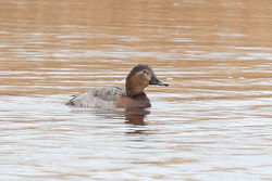 Pochard photographed at Claire Mare [CLA] on 7/2/2012. Photo: © Adrian Gidney