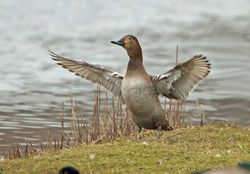 Pochard photographed at Claire Mare [CLA] on 9/2/2012. Photo: © Mike Cunningham