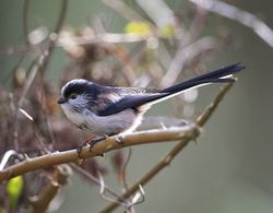 Long-tailed Tit photographed at Undisclosed Location on 14/2/2012. Photo: © Royston Carré