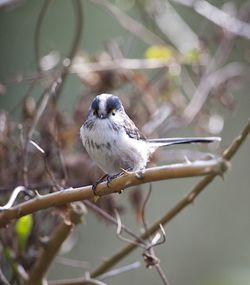 Long-tailed Tit photographed at Undisclosed Location on 14/2/2012. Photo: © Royston Carré