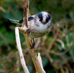 Long-tailed Tit photographed at Rue des Bergers [BER] on 1/3/2012. Photo: © Mark Lawlor