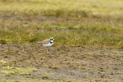Little Ringed Plover photographed at Colin Best NR [CNR] on 17/3/2012. Photo: © Rod Ferbrache