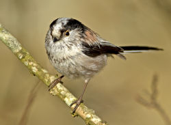 Long-tailed Tit photographed at St Peter Port [SPP] on 26/3/2012. Photo: © Mike Cunningham
