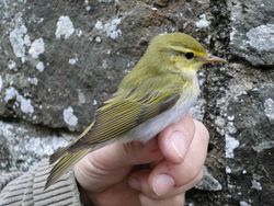Wood Warbler photographed at Trinity [TRI] on 29/4/2011. Photo: © Michelle Hooper