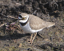 Little Ringed Plover photographed at Vale Pond [VAL] on 27/3/2012. Photo: © Robert Martin