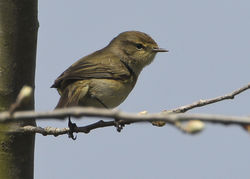 Chiffchaff photographed at Grands Marais/Pre [PRE] on 3/4/2012. Photo: © Robert Martin
