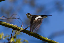 Pied Flycatcher photographed at Saumarez Park [SAU] on 30/4/2012. Photo: © Rod Ferbrache