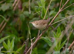Reed Warbler photographed at Grands Marais/Pre [PRE] on 2/5/2012. Photo: © Vic Froome