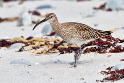 Whimbrel photographed at Jaonneuse [JAO] on 3/5/2012. Photo: © Chris Bale