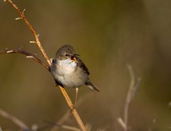 Whitethroat photographed at Fort Doyle [DOY] on 13/5/2012. Photo: © Allan Phillips