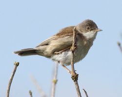 Whitethroat photographed at Pleinmont [PLE] on 14/5/2012. Photo: © Cindy  Carre