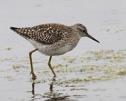Wood Sandpiper photographed at Claire Mare [CLA] on 18/5/2012. Photo: © Cindy  Carre