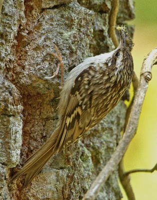 Short-toed Treecreeper photographed at Moulin Huet [MOU] on 28/5/2012. Photo: © Mike Cunningham
