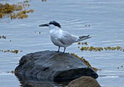 Sandwich Tern photographed at Grandes Havres [GHA] on 18/7/2012. Photo: © Mike Cunningham