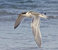 Sandwich Tern photographed at Cobo on 4/8/2012. Photo: © Barry Wells