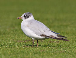 Mediterranean Gull photographed at Mare de Carteret [MDC] on 5/8/2012. Photo: © Barry Wells