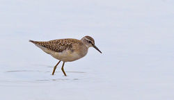 Wood Sandpiper photographed at Claire Mare [CLA] on 18/8/2012. Photo: © Anthony Loaring
