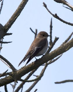 Pied Flycatcher photographed at Fort Hommet [HOM] on 20/8/2012. Photo: © Cindy  Carre