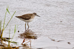Wood Sandpiper photographed at Claire Mare [CLA] on 25/8/2012. Photo: © Rod Ferbrache