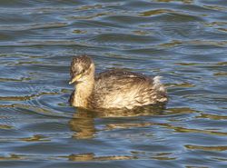 Little Grebe photographed at Vale Pond [VAL] on 30/8/2012. Photo: © Royston Carré