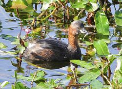 Little Grebe photographed at Reservoir [RES] on 6/9/2012. Photo: © Royston Carré