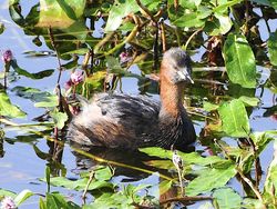 Little Grebe photographed at Reservoir [RES] on 6/9/2012. Photo: © Royston Carré