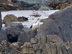 Spoonbill photographed at Fort Le Crocq [FLC] on 7/10/2012. Photo: © Royston Carré