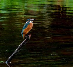 Kingfisher photographed at Rue des Bergers [BER] on 11/10/2012. Photo: © Mark Lawlor