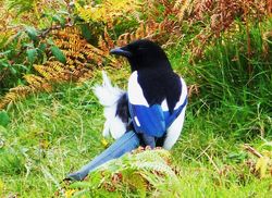 Magpie photographed at L'Ancresse [LAN] on 18/10/2012. Photo: © Tracey Henry