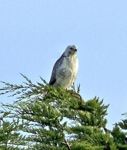 Buzzard photographed at Rue des Hougues, STA on 30/10/2012. Photo: © Royston Carre