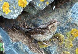 Wryneck photographed at Chouet [CHO] on 11/11/2012. Photo: © Mark Guppy