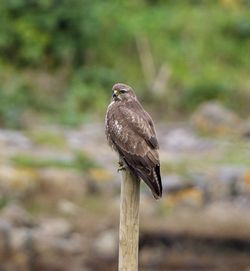Buzzard photographed at Colin Best NR [CNR] on 2/12/2012. Photo: © Royston Carré
