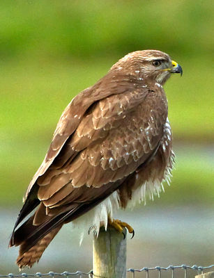 Buzzard photographed at Colin Best NR [CNR] on 21/12/2012. Photo: © Mike Cunningham