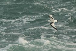 Kittiwake photographed at Chouet Hide [CHH] on 30/12/2012. Photo: © Dave Andrews