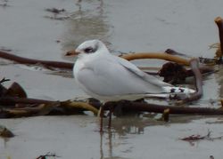 Mediterranean Gull photographed at Cobo [COB] on 14/1/2013. Photo: © Kevin Childs