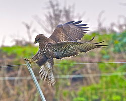 Buzzard photographed at Undisclosed Location on 24/1/2013. Photo: © Royston Carré