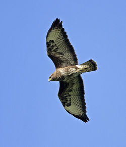 Buzzard photographed at St Peter in the Wood (Parish) on 26/1/2013. Photo: © Mike Cunningham