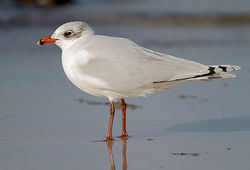 Mediterranean Gull photographed at Cobo [COB] on 30/1/2013. Photo: © Chris Bale